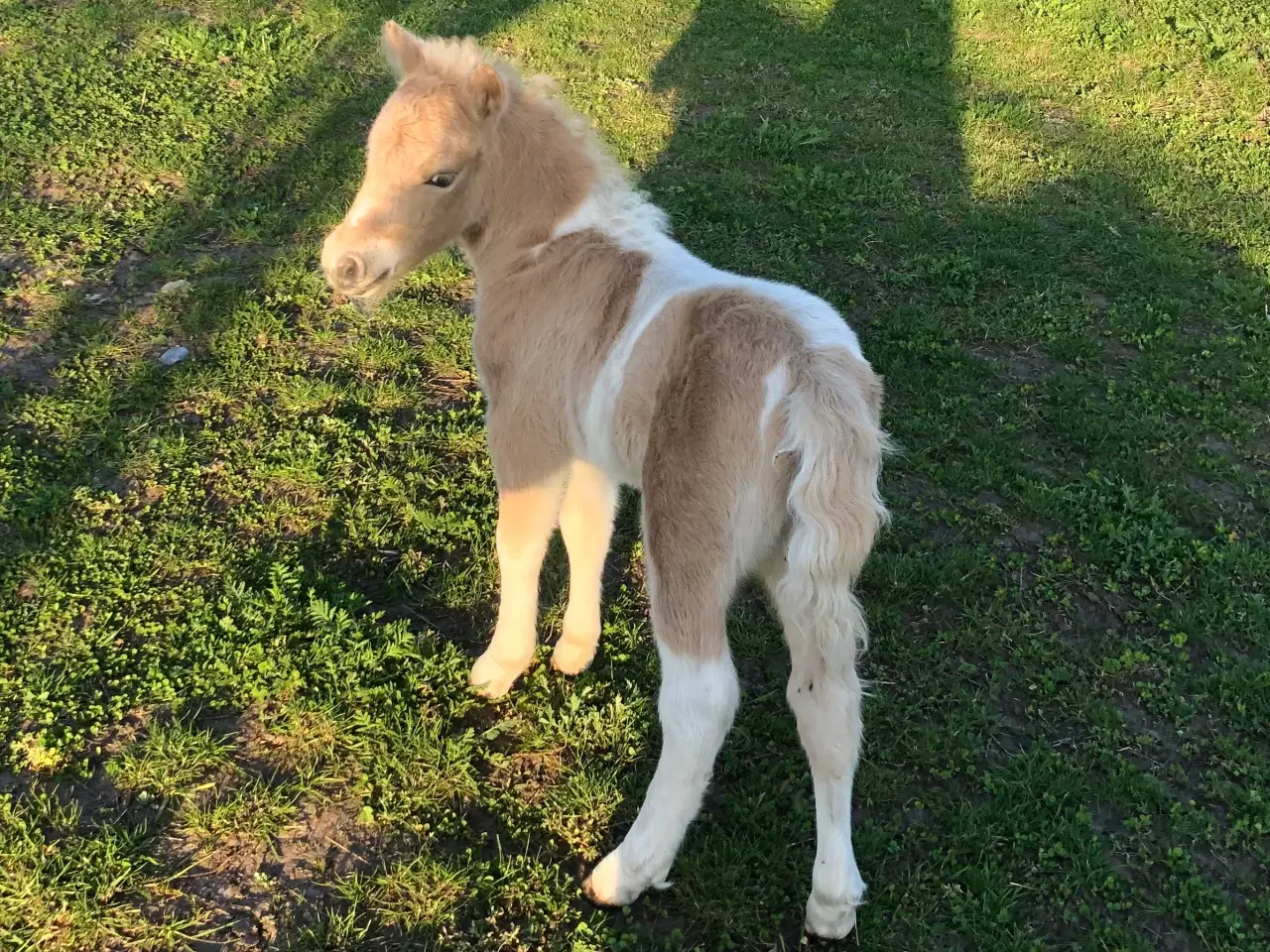 Billede 1 - Palominobroget hingsteføl, rødt pas