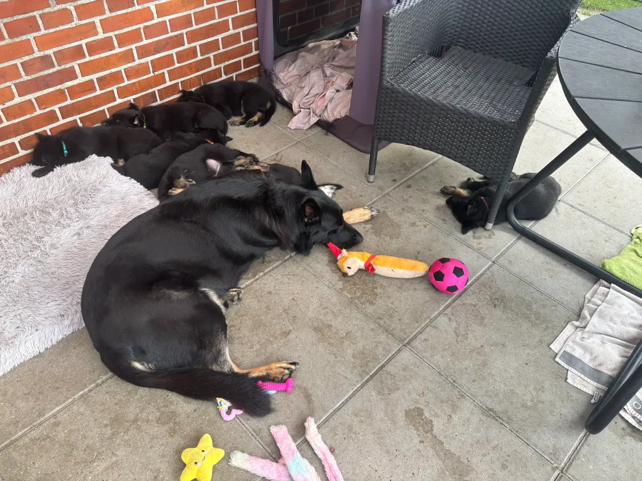 Billede 1 - Schæferhundehvalpe 8 uger den 31-8-25