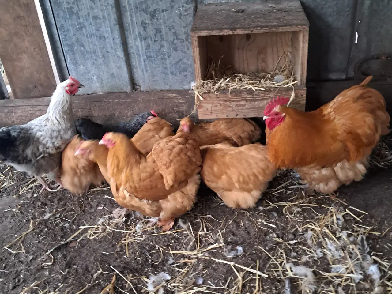 Billede 5 - Dværg orpington