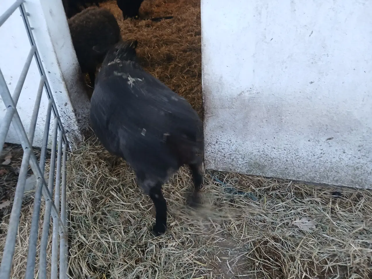 Billede 3 - Gotlandsk pelsfår