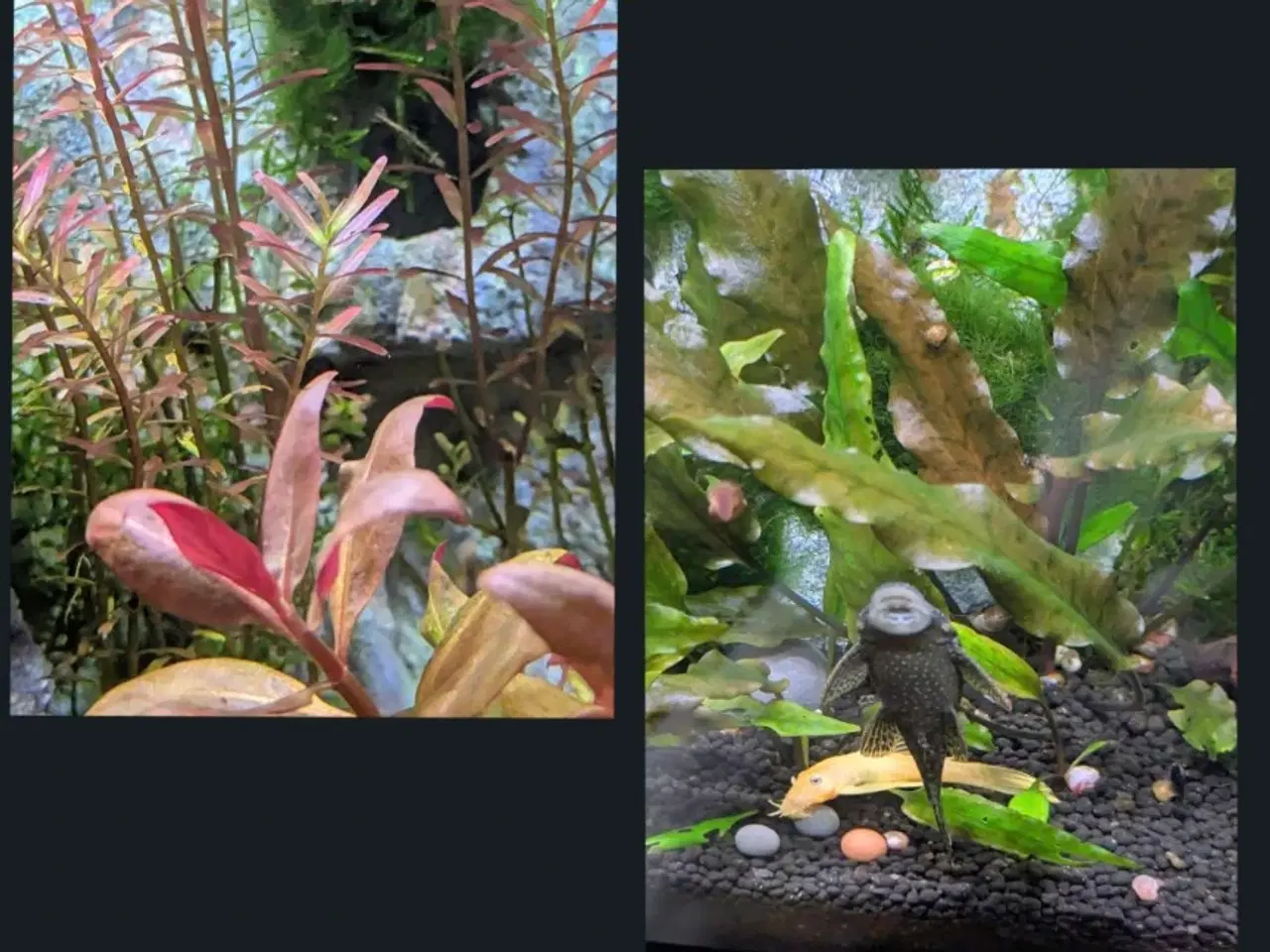 Billede 13 - Juwel akvarie 125L