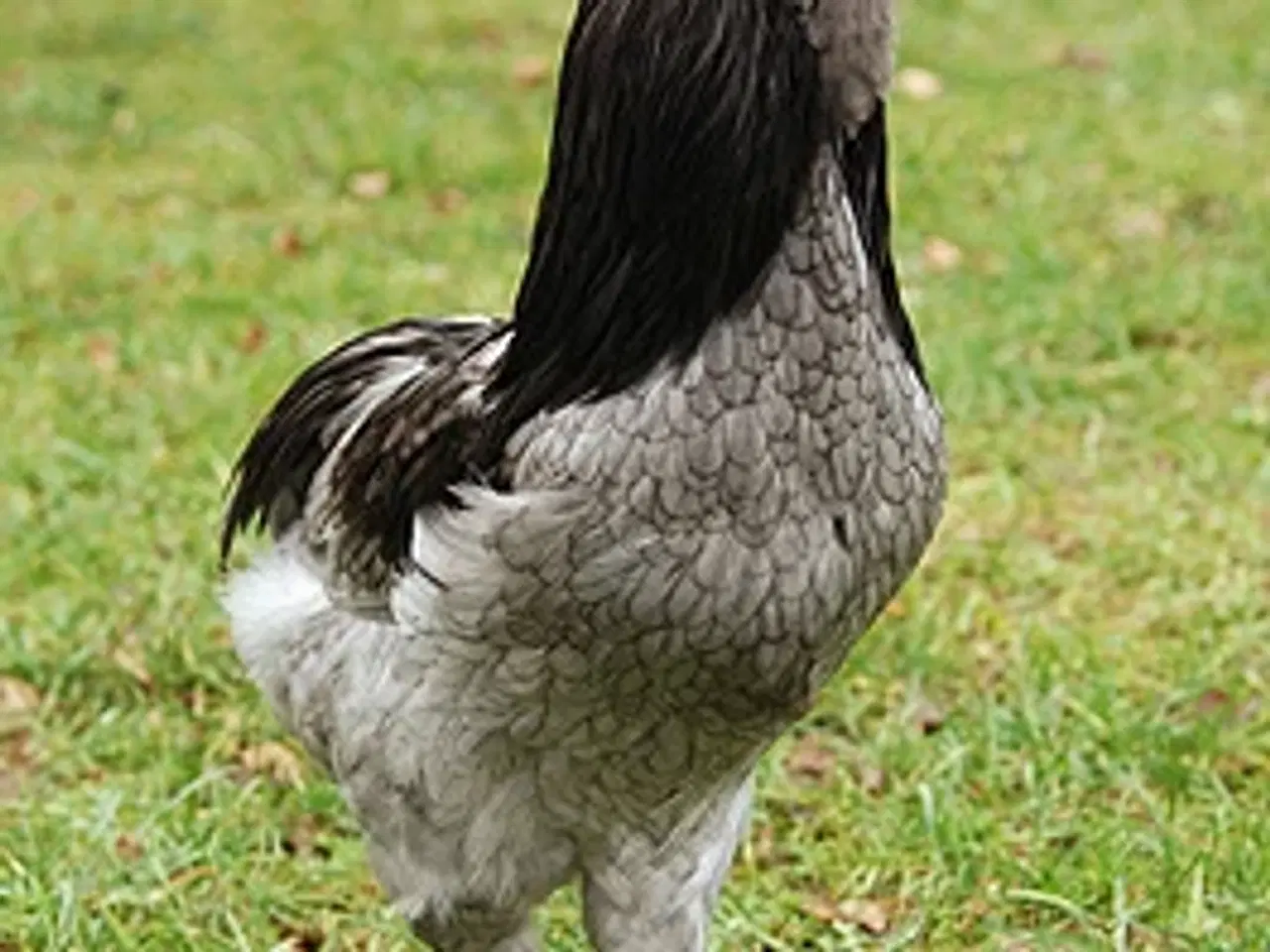 Billede 1 - Arucana som foto 