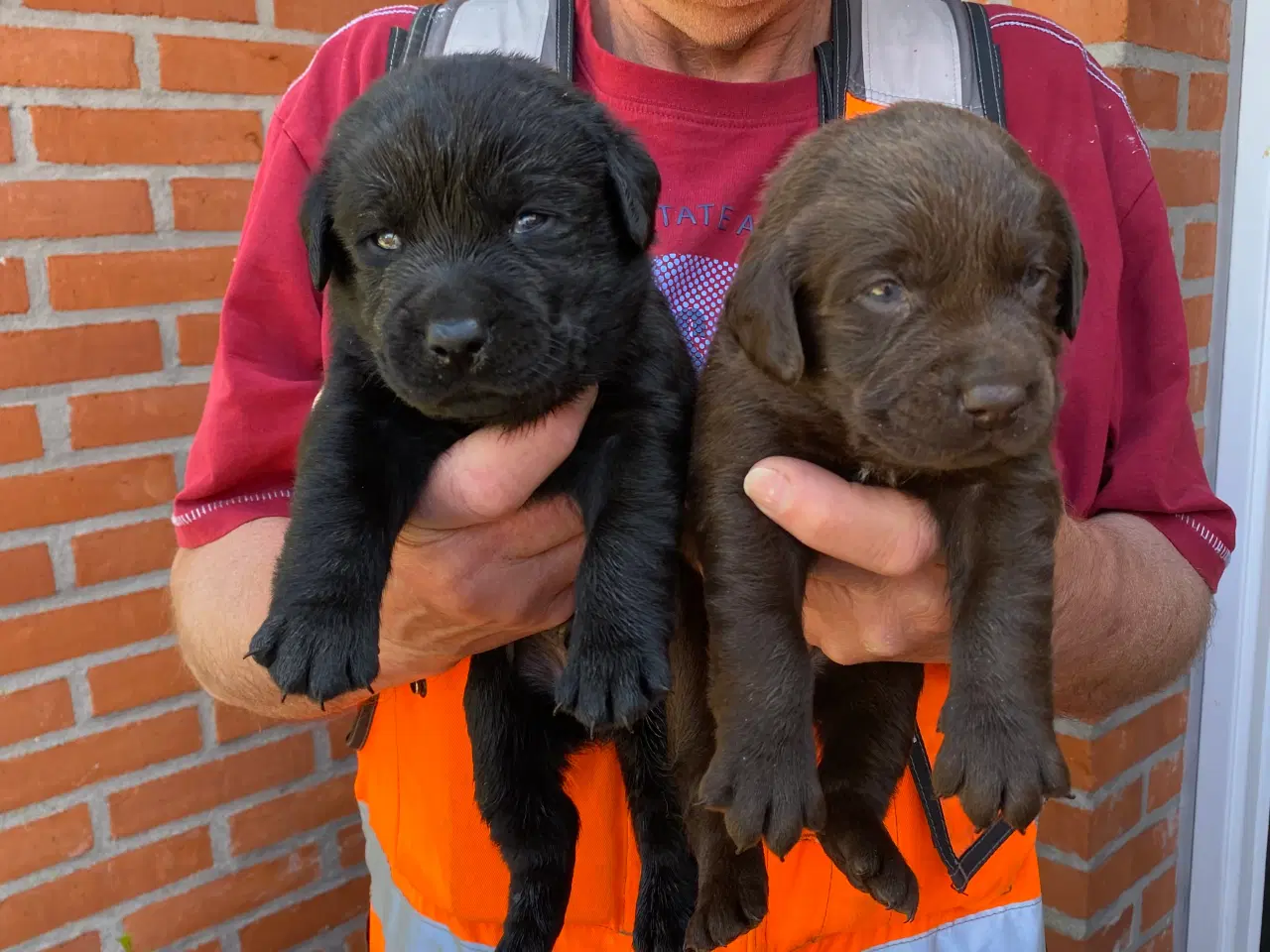 Billede 5 - Sorte og brune labradorhvalpe