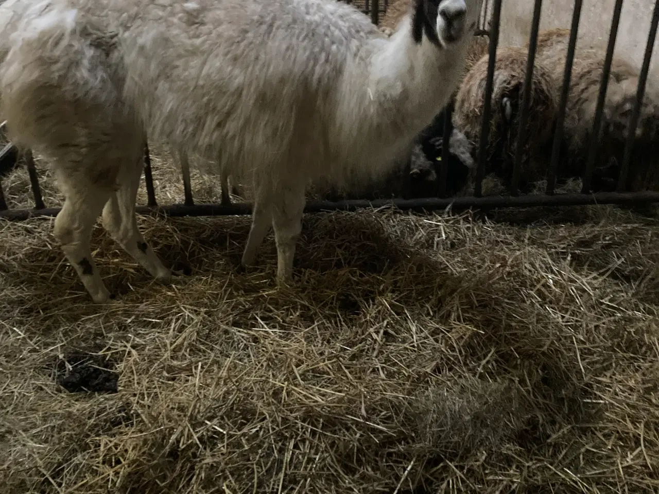 Billede 1 - Margrete alpaka/lama krydsning 