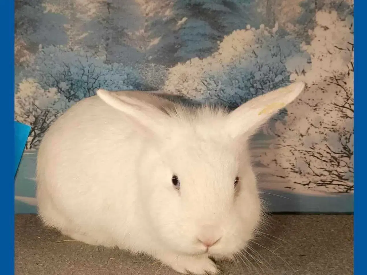 Billede 3 - Han kanin dreng