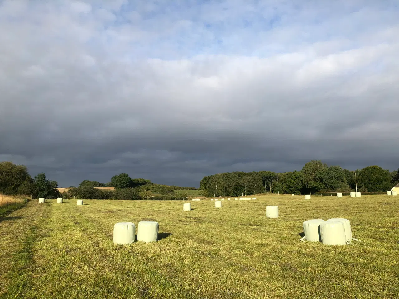 Billede 1 - Wrap HorseMax Slæt direkte fra marken