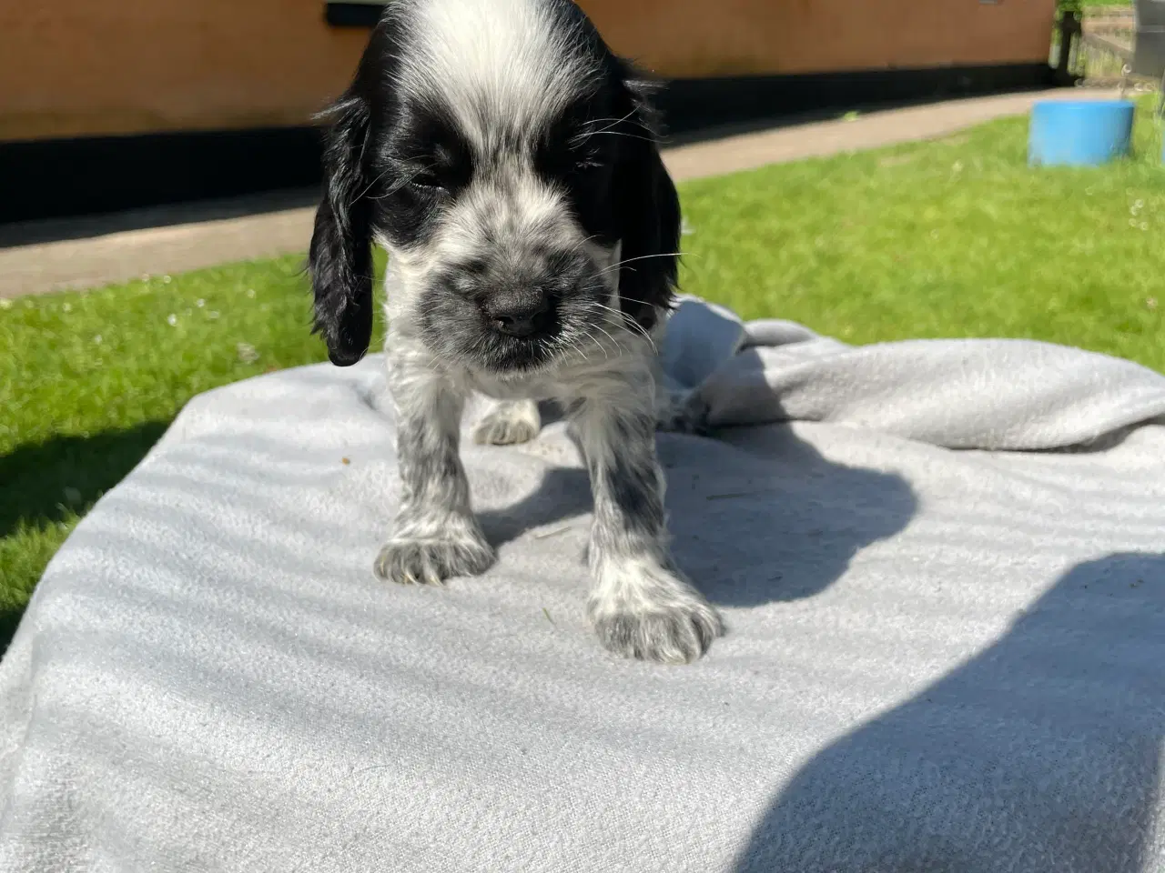 Billede 5 - Cockerspaniel 