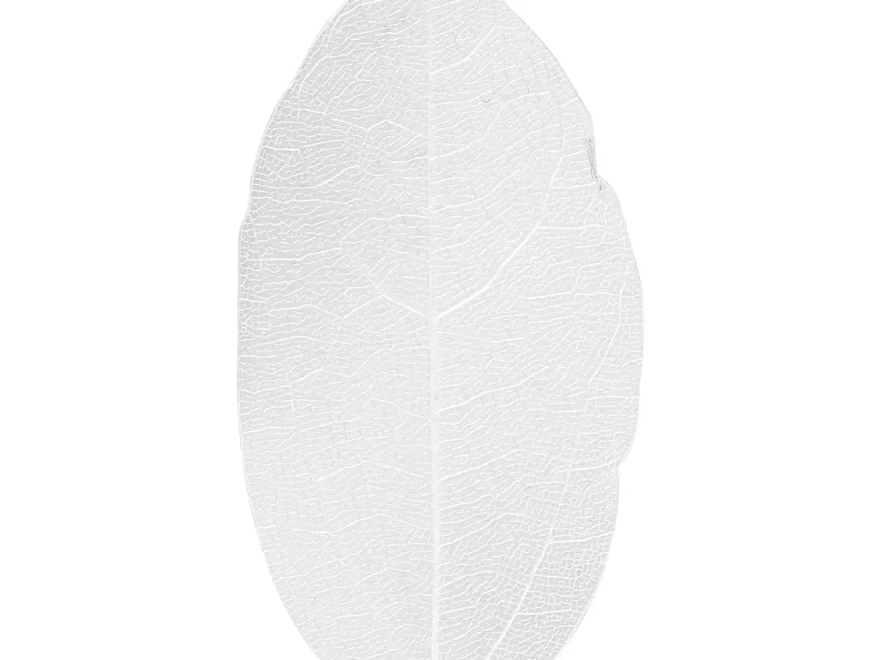 Billede 1 - Hvide Skeletblade 6-8 cm - 20 stk. til Dekoration