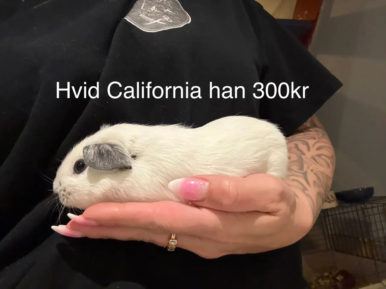 Billede 4 - Marsvin unger