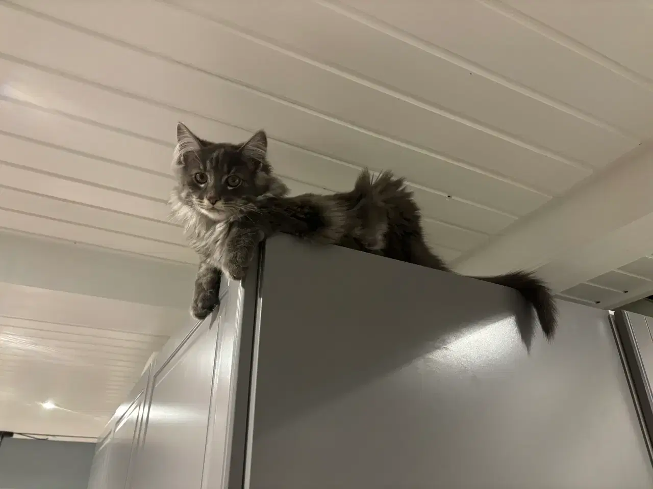 Billede 1 - Frida og Findus søger nyt hjem