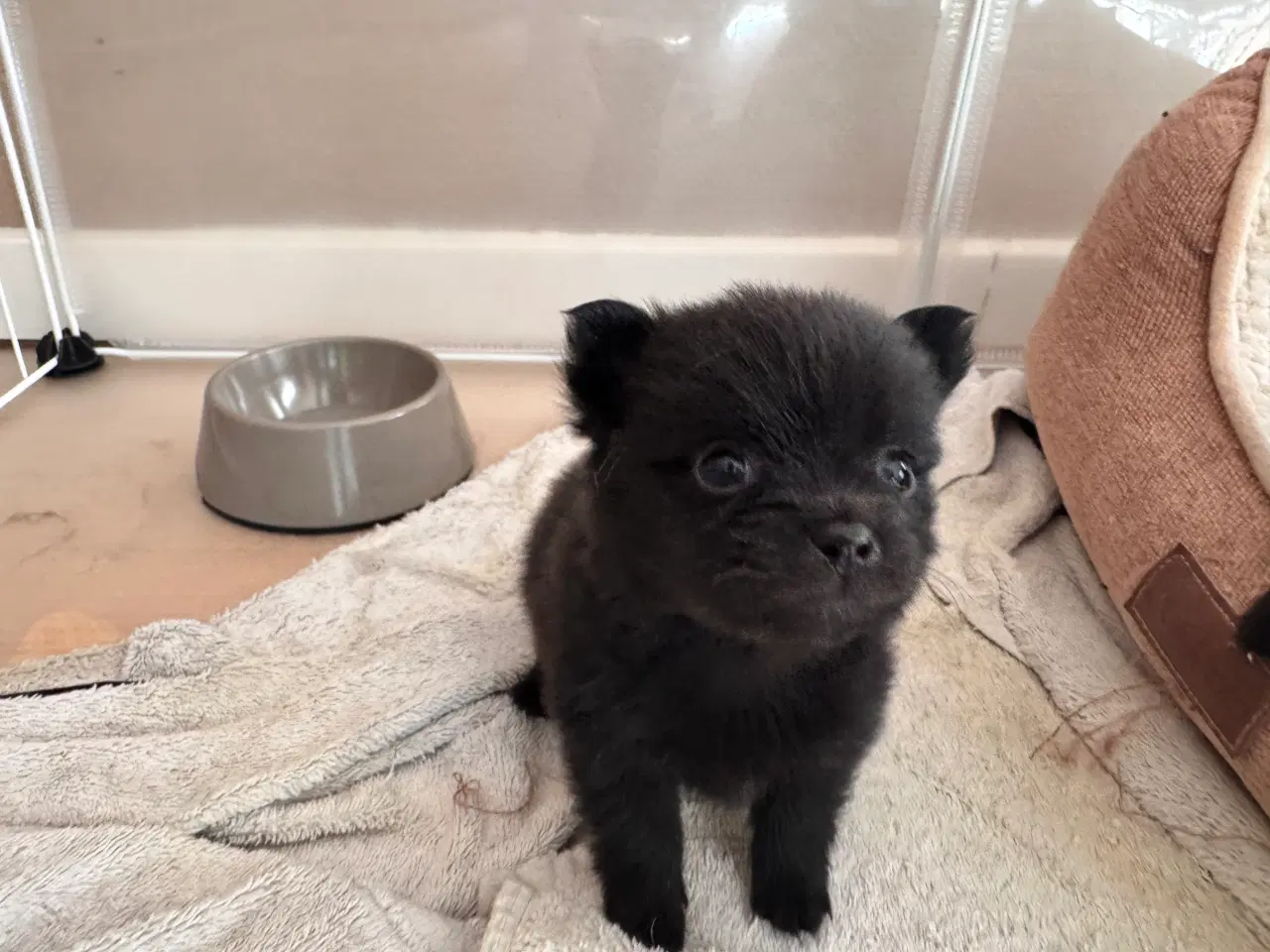 Billede 2 - Pomchi hvalpe 