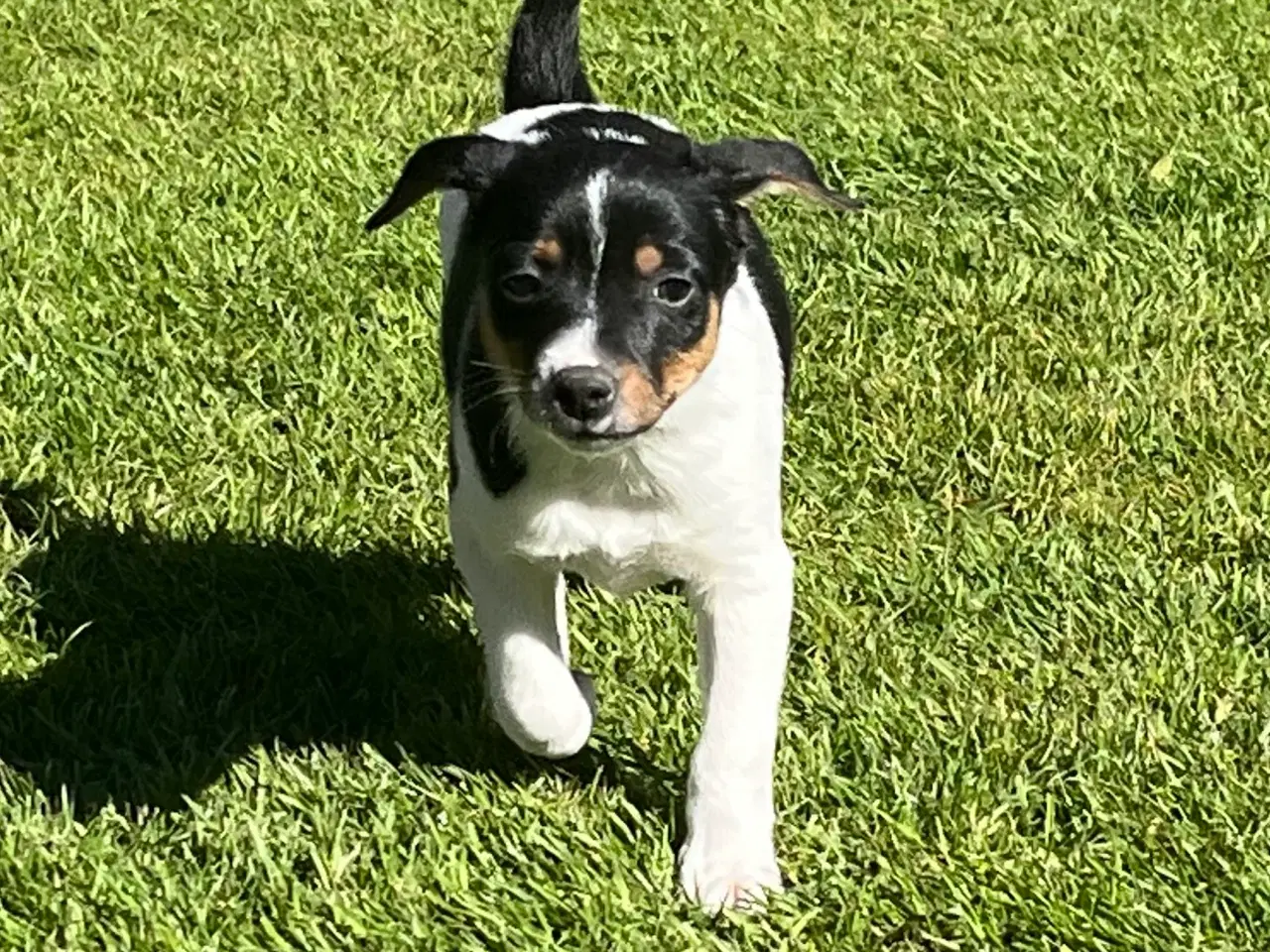 Billede 7 - 3 kvikke hanner