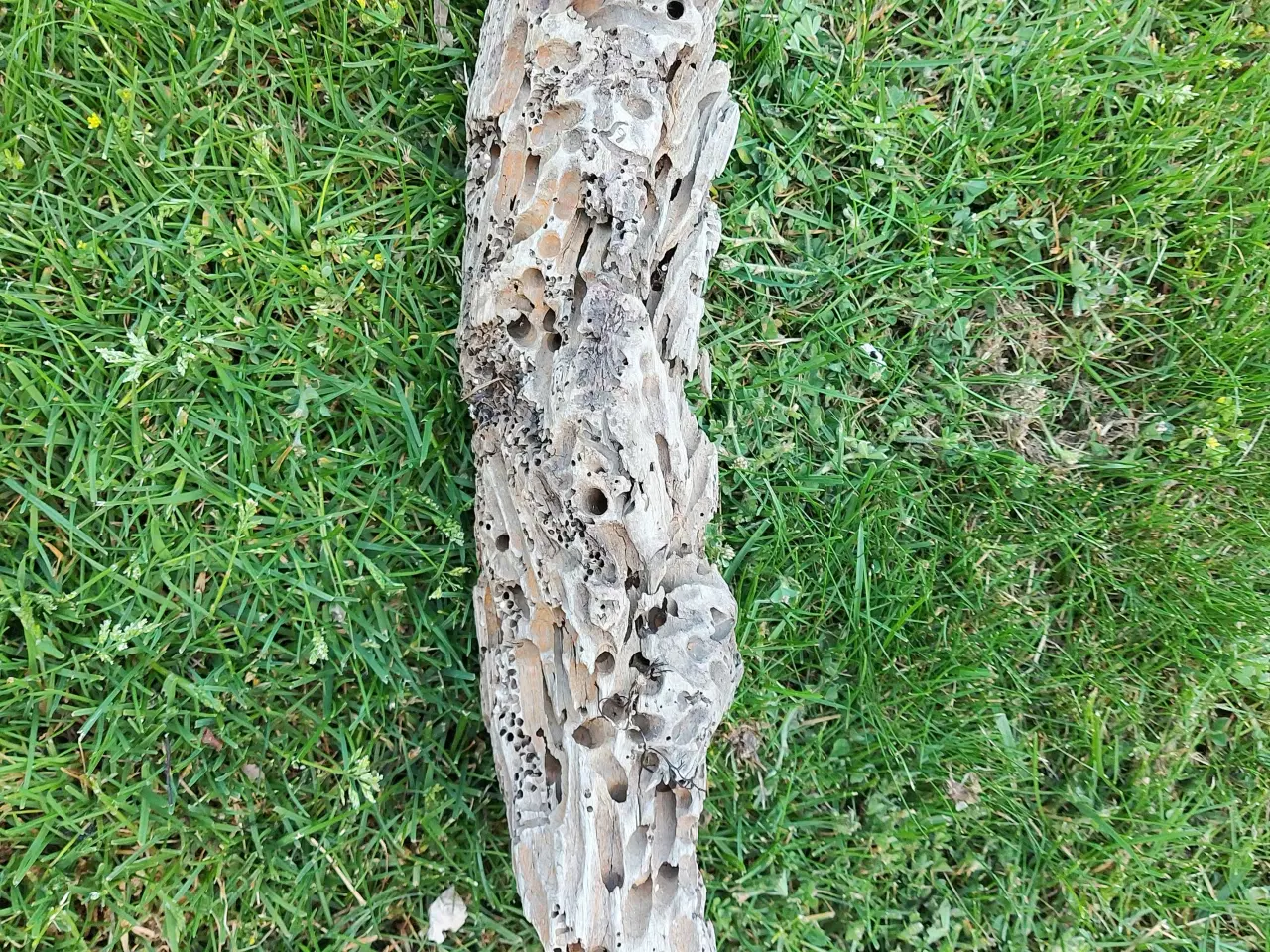 Billede 4 - Drivtømmer 