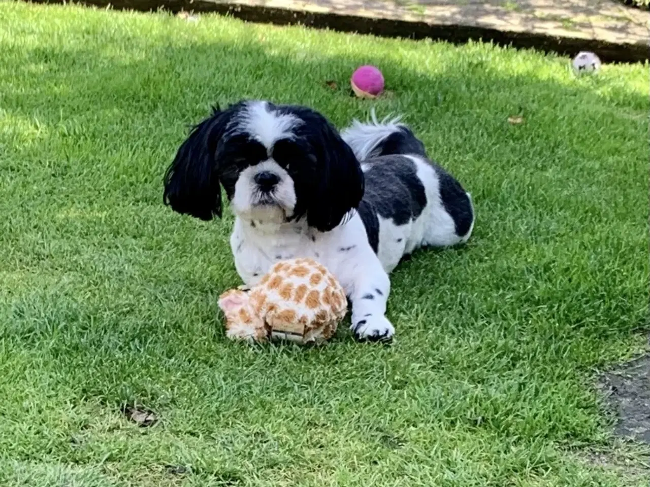 Billede 4 - Shih tzu (Han) 17 Mdr. Gammel