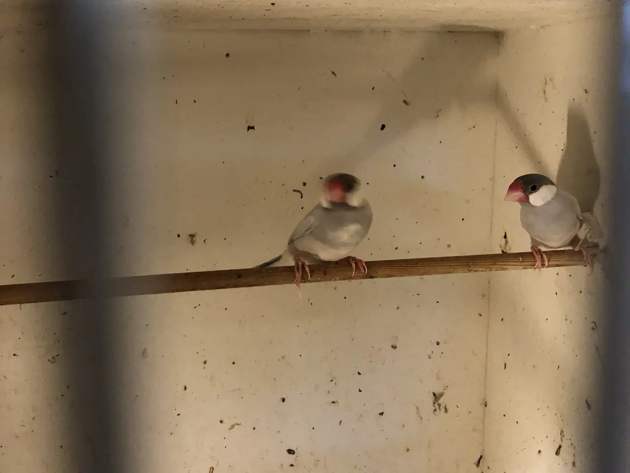 Billede 1 - 1 par Isabel risfugle