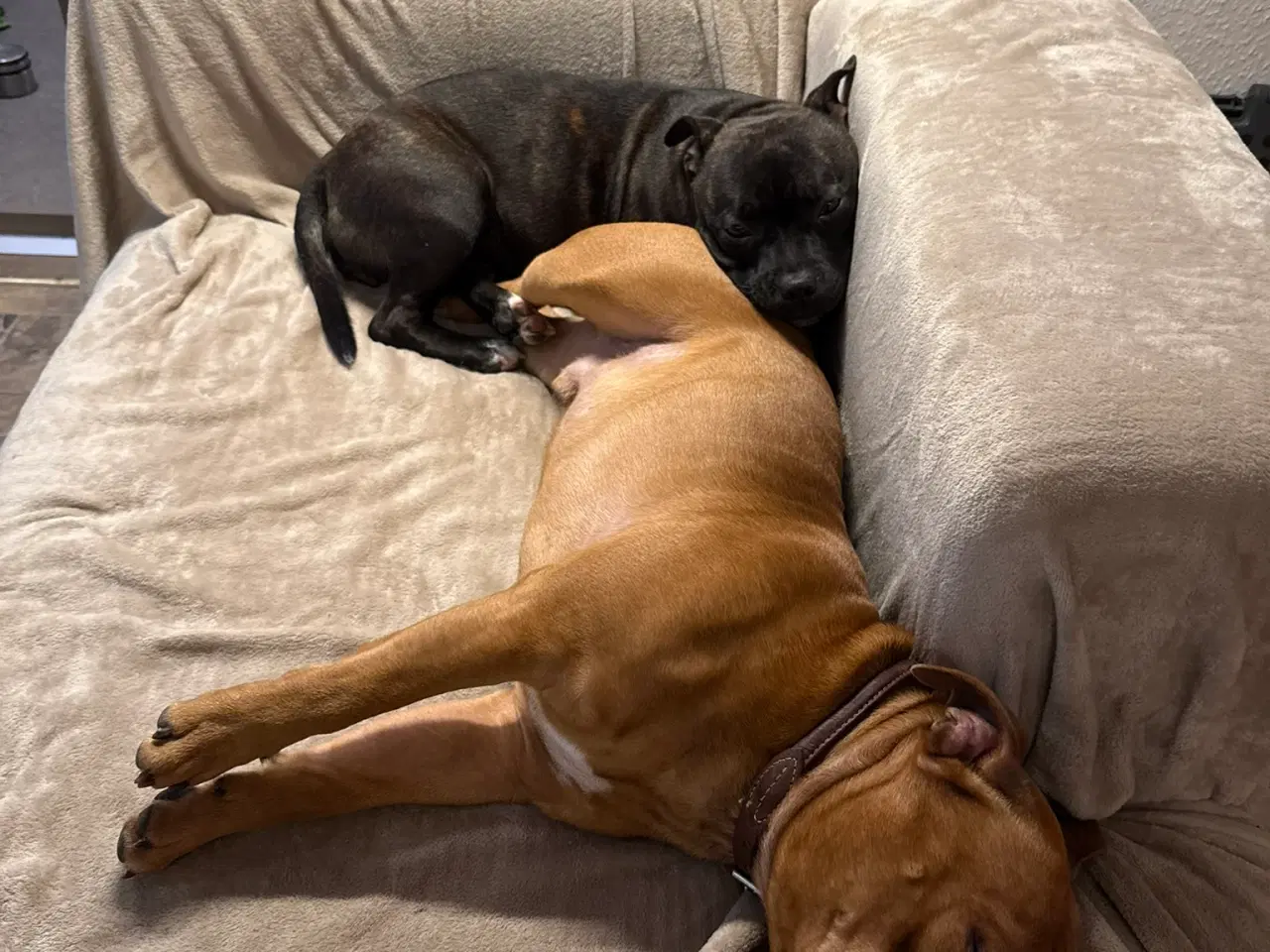 Billede 12 - Staffordshire Bull Terrier - Skøn hanhund