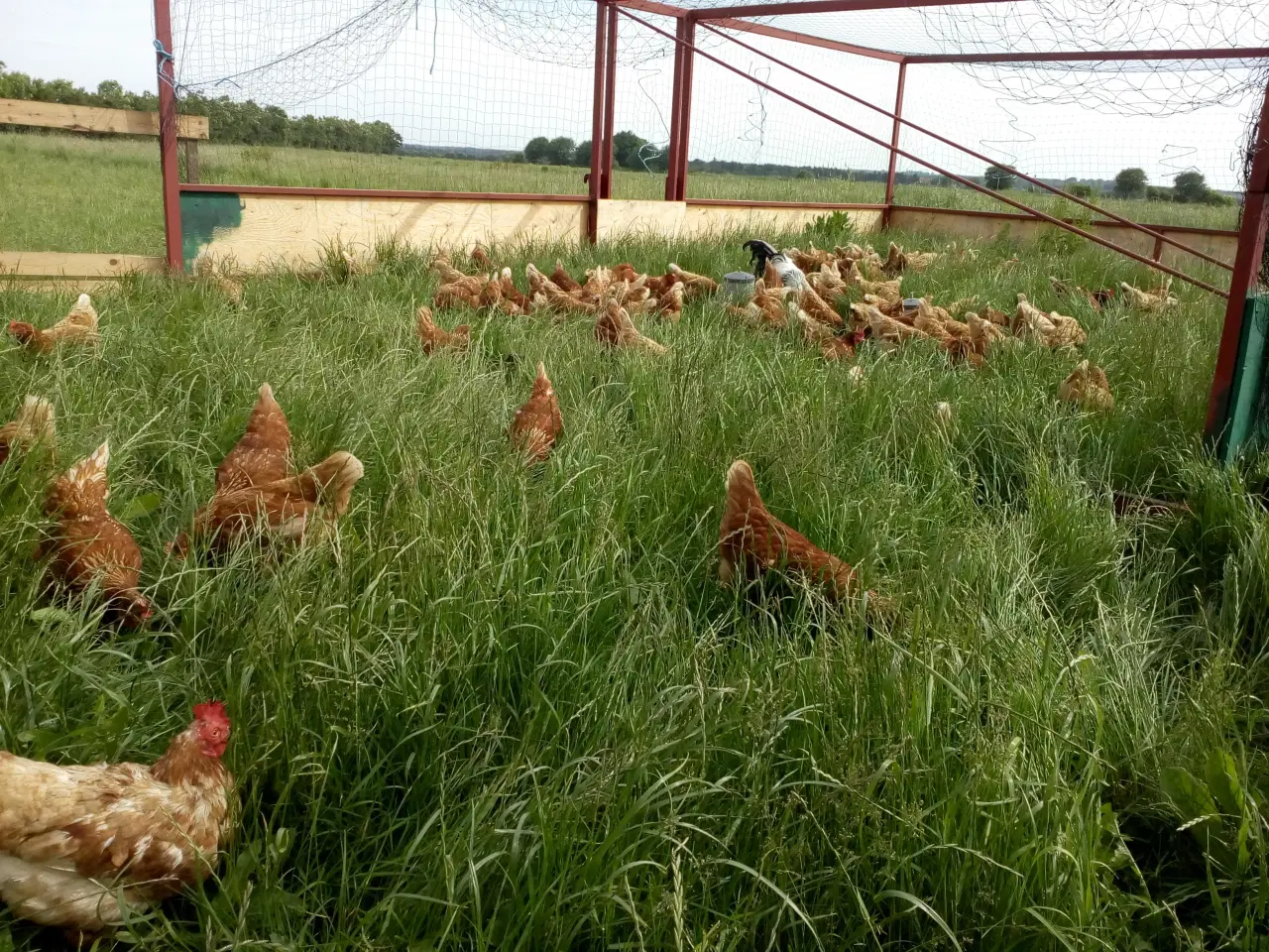 Billede 1 - Økologisk Hønsefoder til æglæggende høns