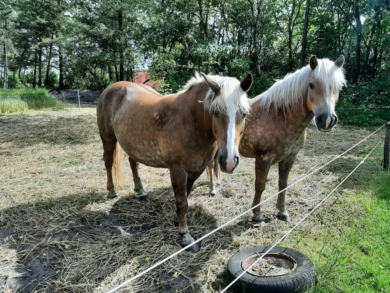 Billede 5 - To dejlige Haflinger heste begge vallaker søger et