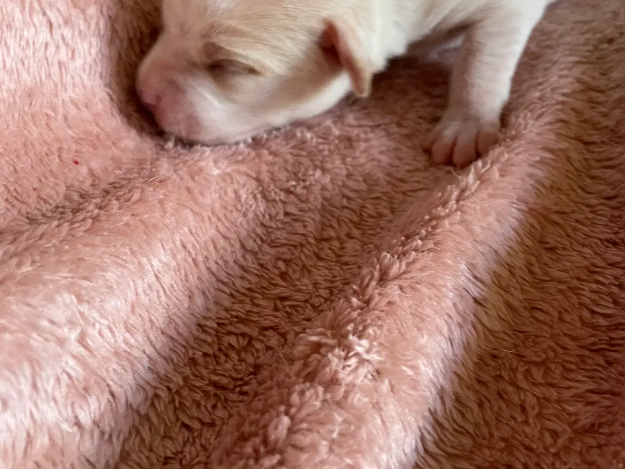 Billede 8 - Dansksvensk gårdhunde hvalpe 