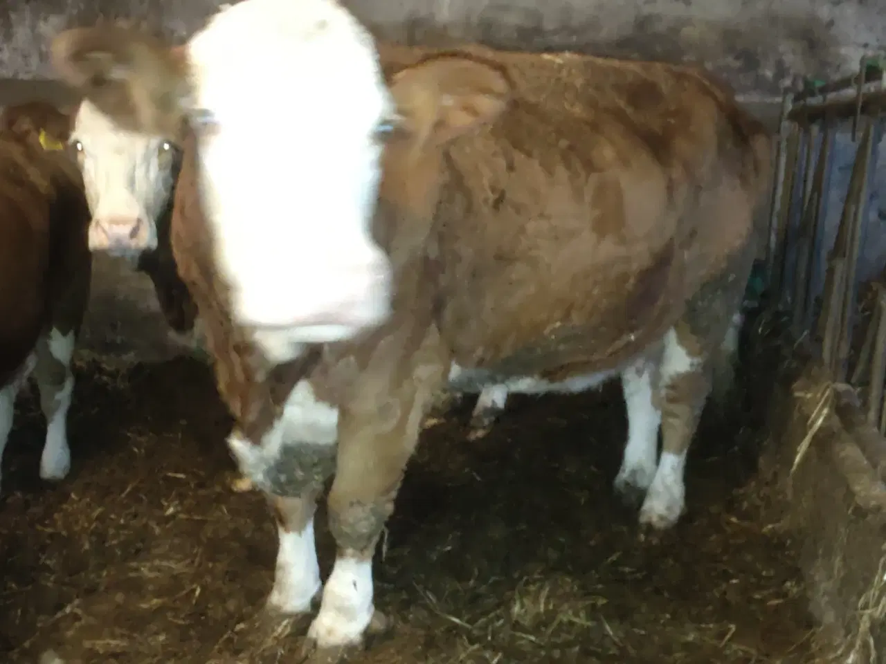 Billede 2 - Simmentaler 