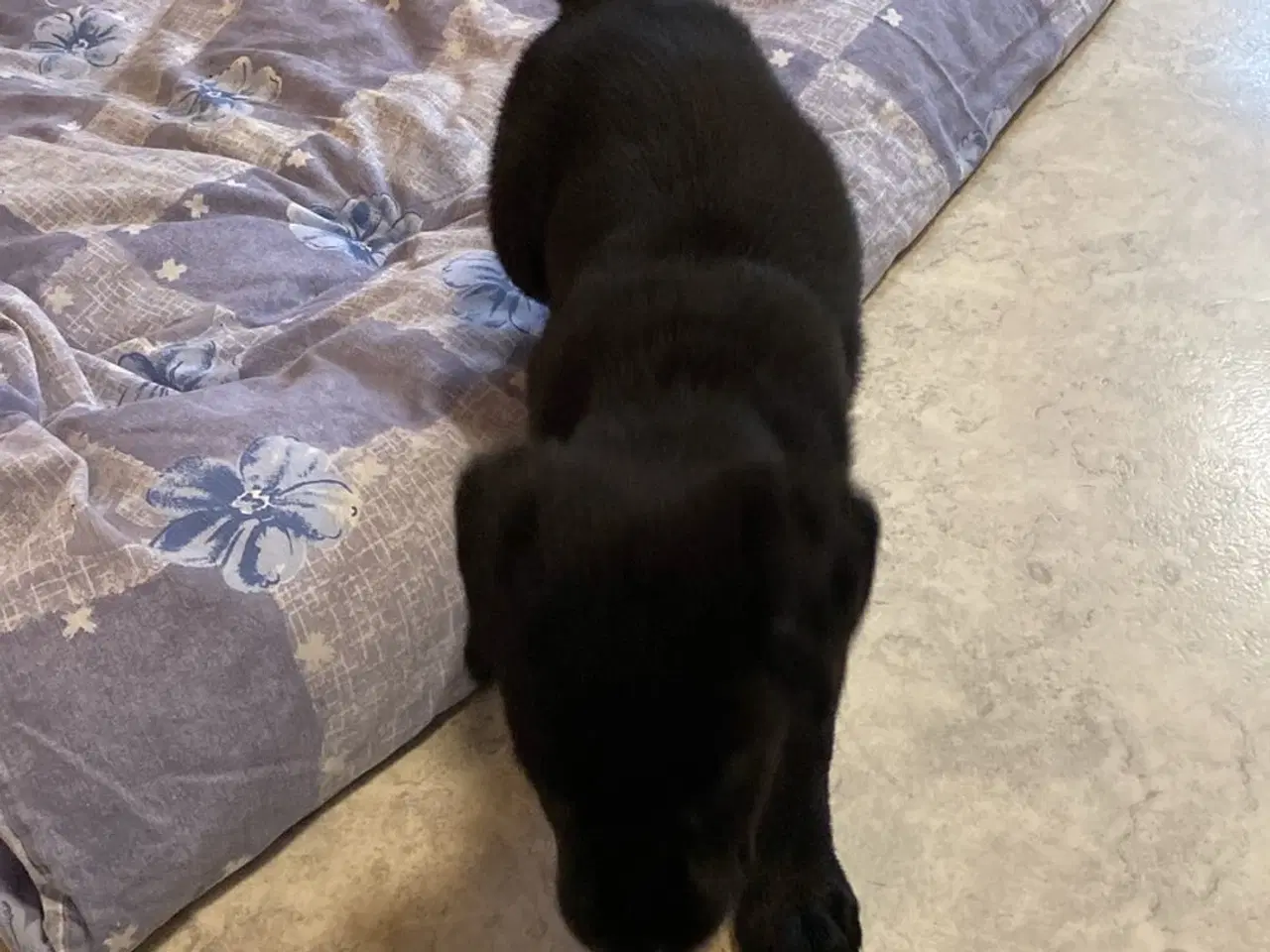 Billede 9 - 1 sort han hund som mangler sit eget hjem 