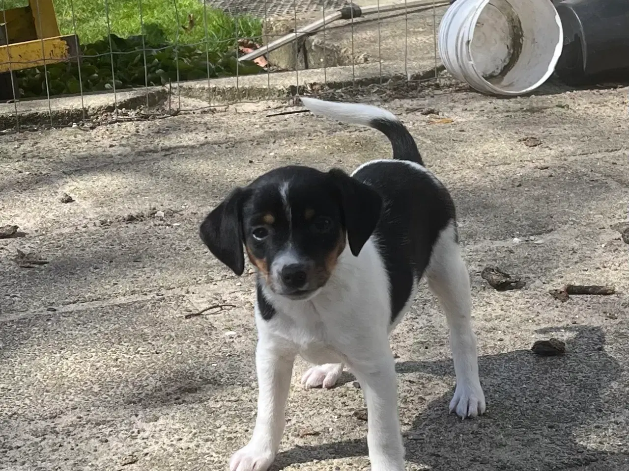 Billede 6 - 4 dejlige hanner 