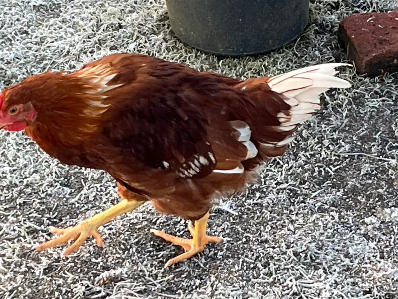 Billede 6 - Haner fra november 