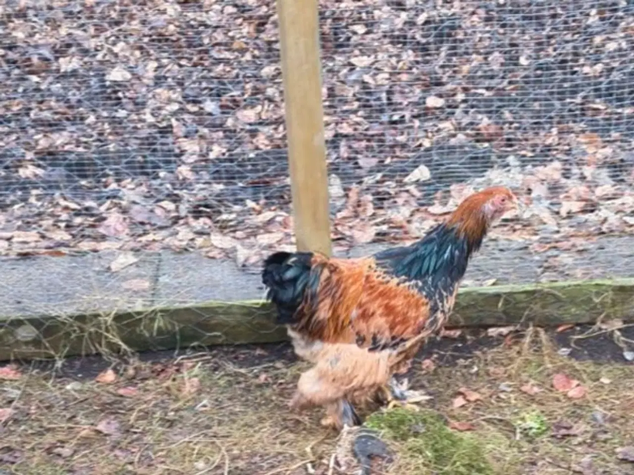 Billede 1 - Barahma kokker 2 stk