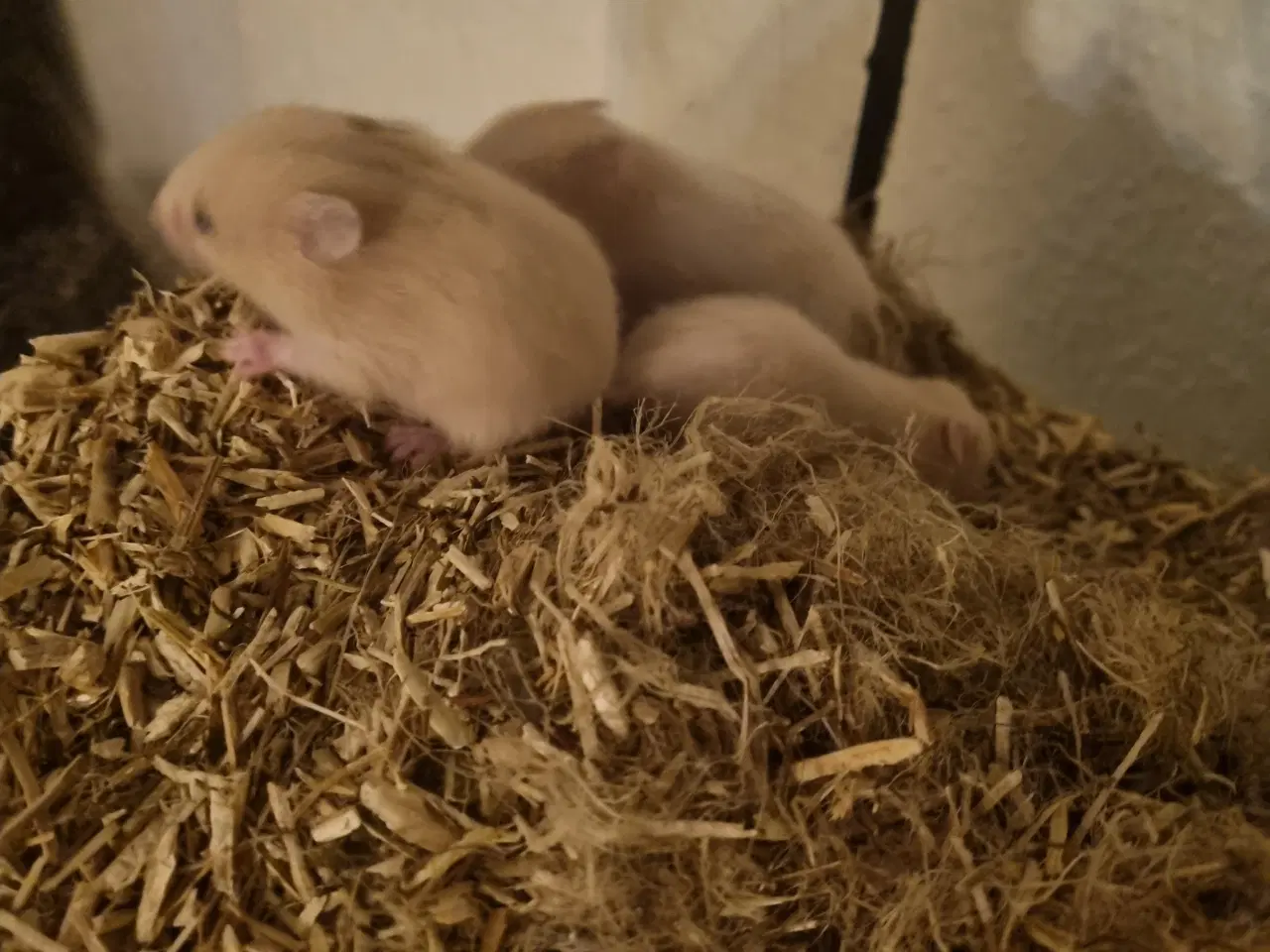 Billede 8 - 8 guldhamster unger søger nyt hjem