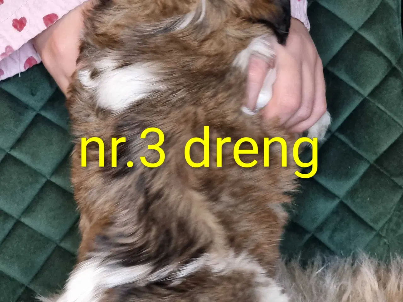 Billede 6 - Shih tzu hvalpe 