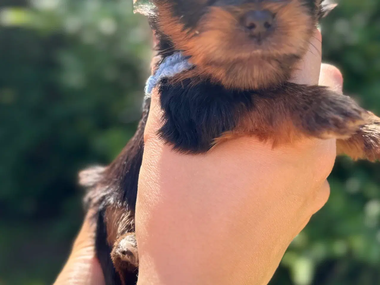 Billede 3 - Yorkshire terrier 