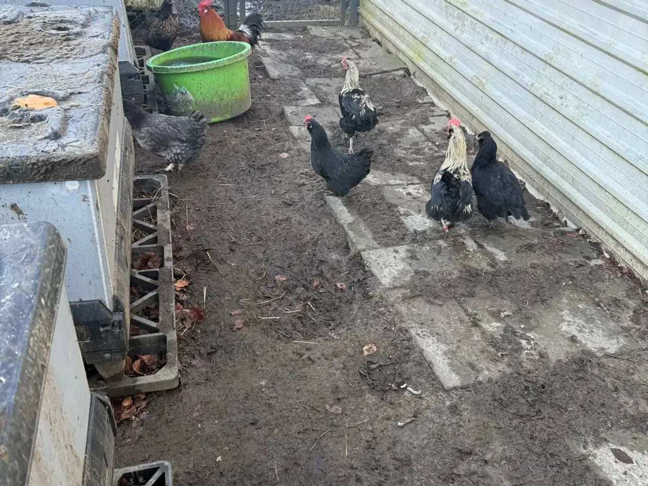 Billede 7 - Morgenmadsæg dagligt fra egen have ud af 6818 