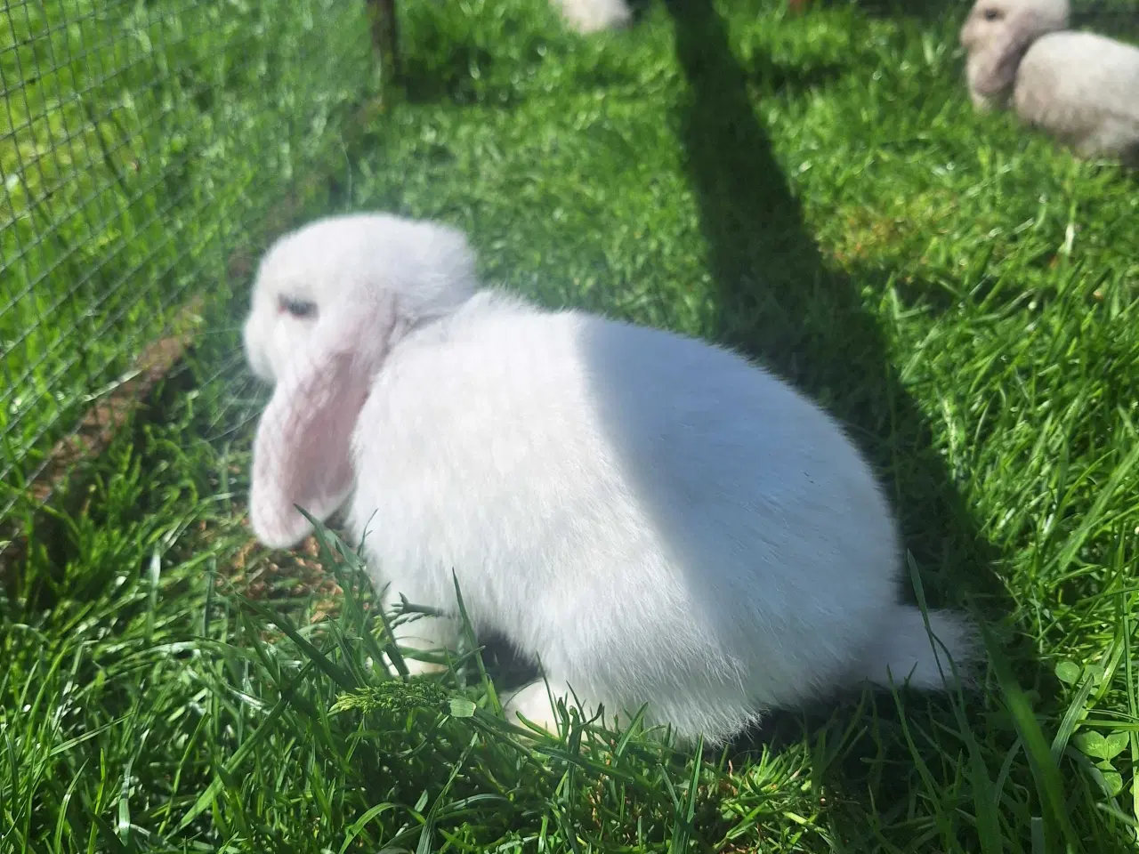 Billede 4 - Mini lop kanin 