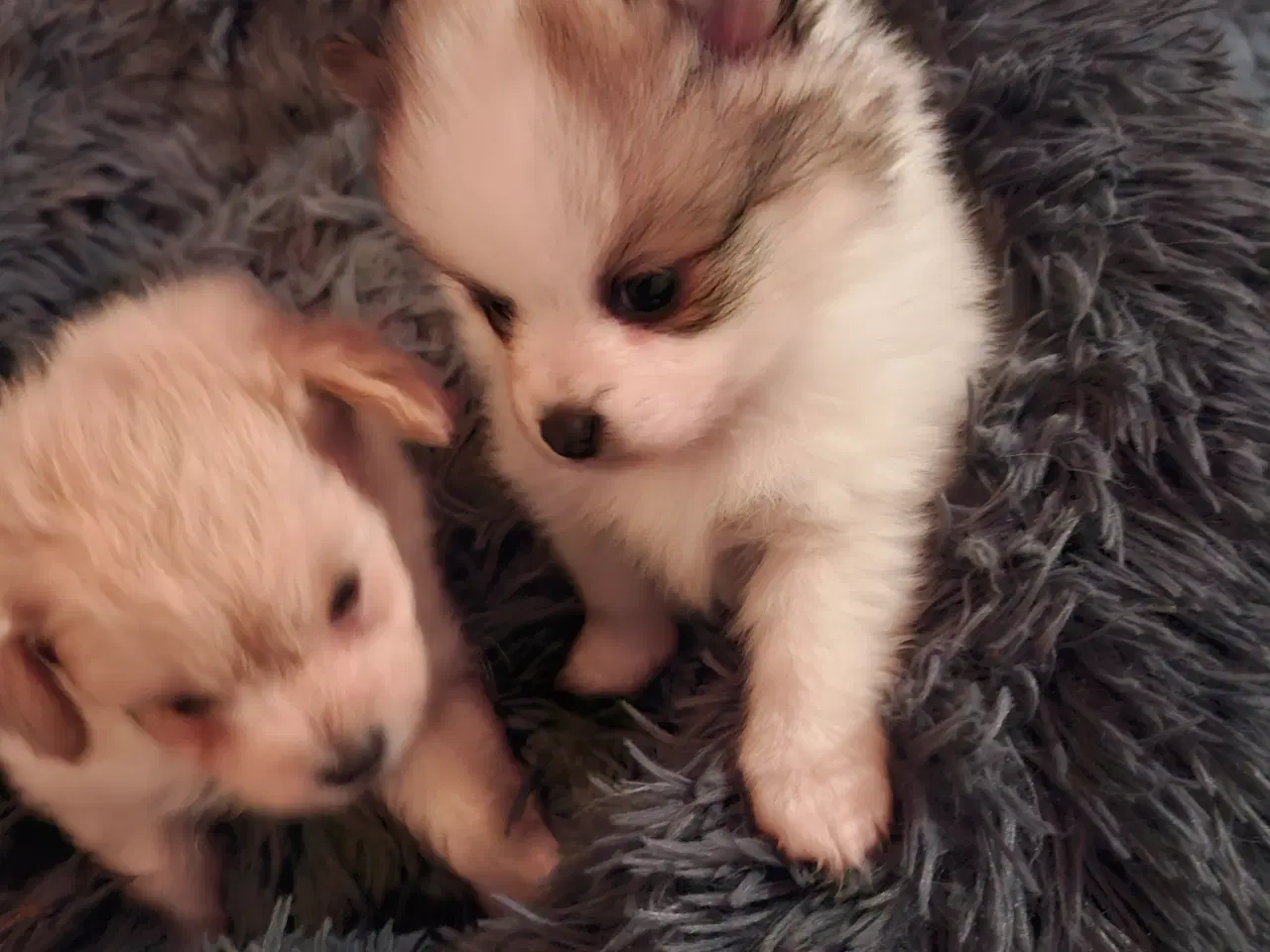 Billede 6 - 2 lækkerer pommeranian drenge klar til nyt fanilie