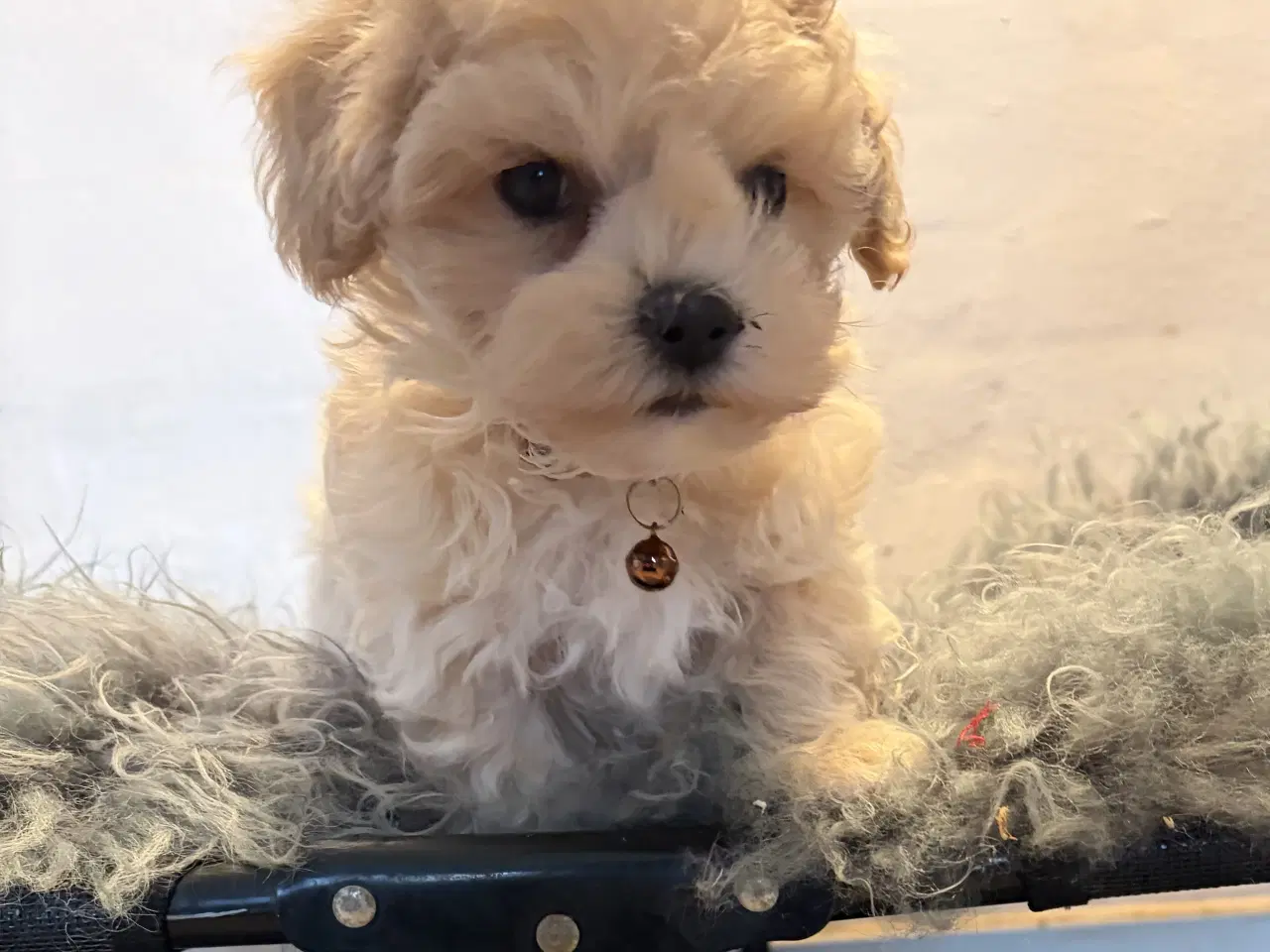 Billede 13 - 1 Mini Maltipoo dreng må rejse nu 