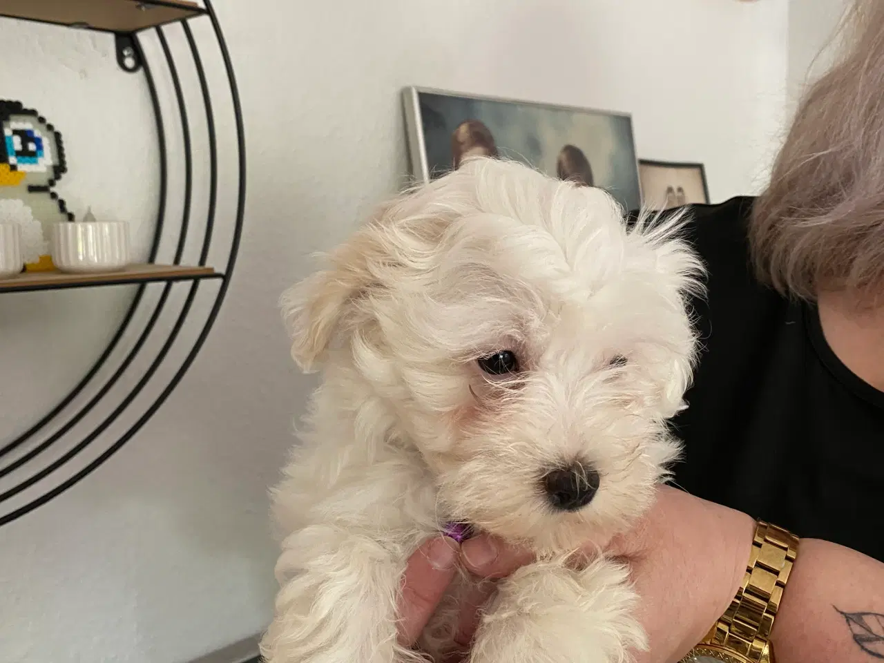 Billede 4 - Maltipoo hvalpe 