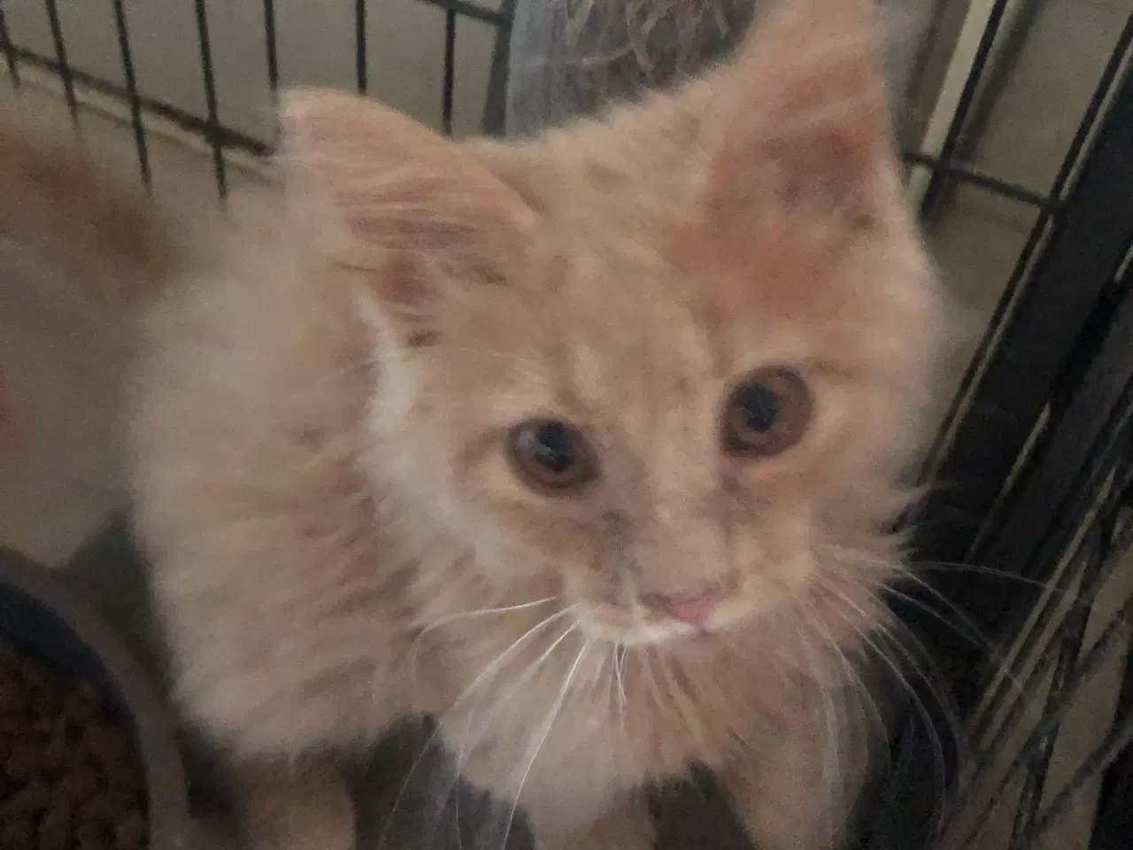 Billede 15 - Maine coon killing unden travle