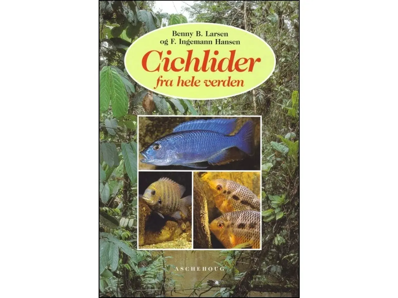 Billede 1 - Cichlider fra hele verden