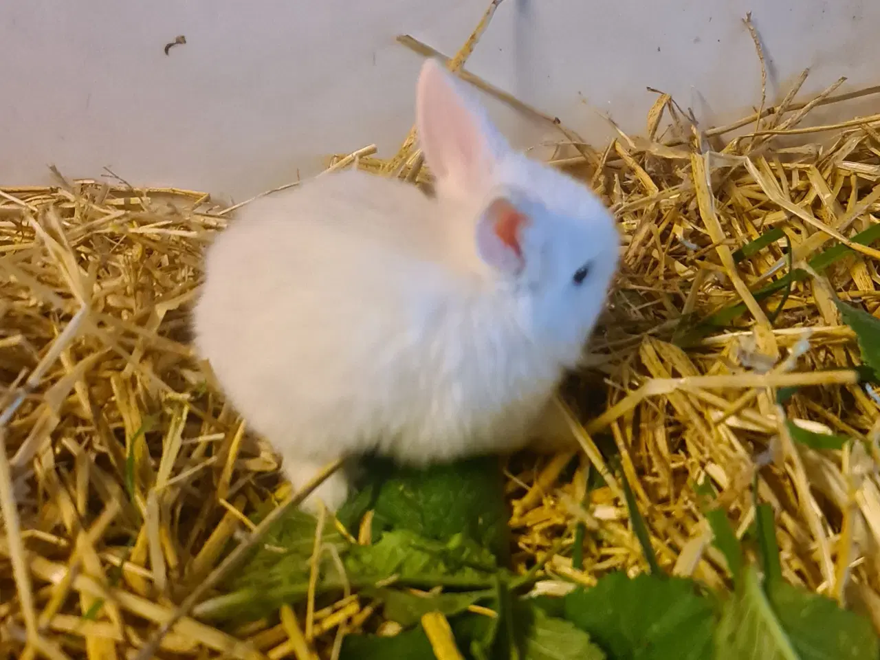 Billede 7 - Mini Lop, kanin unger 