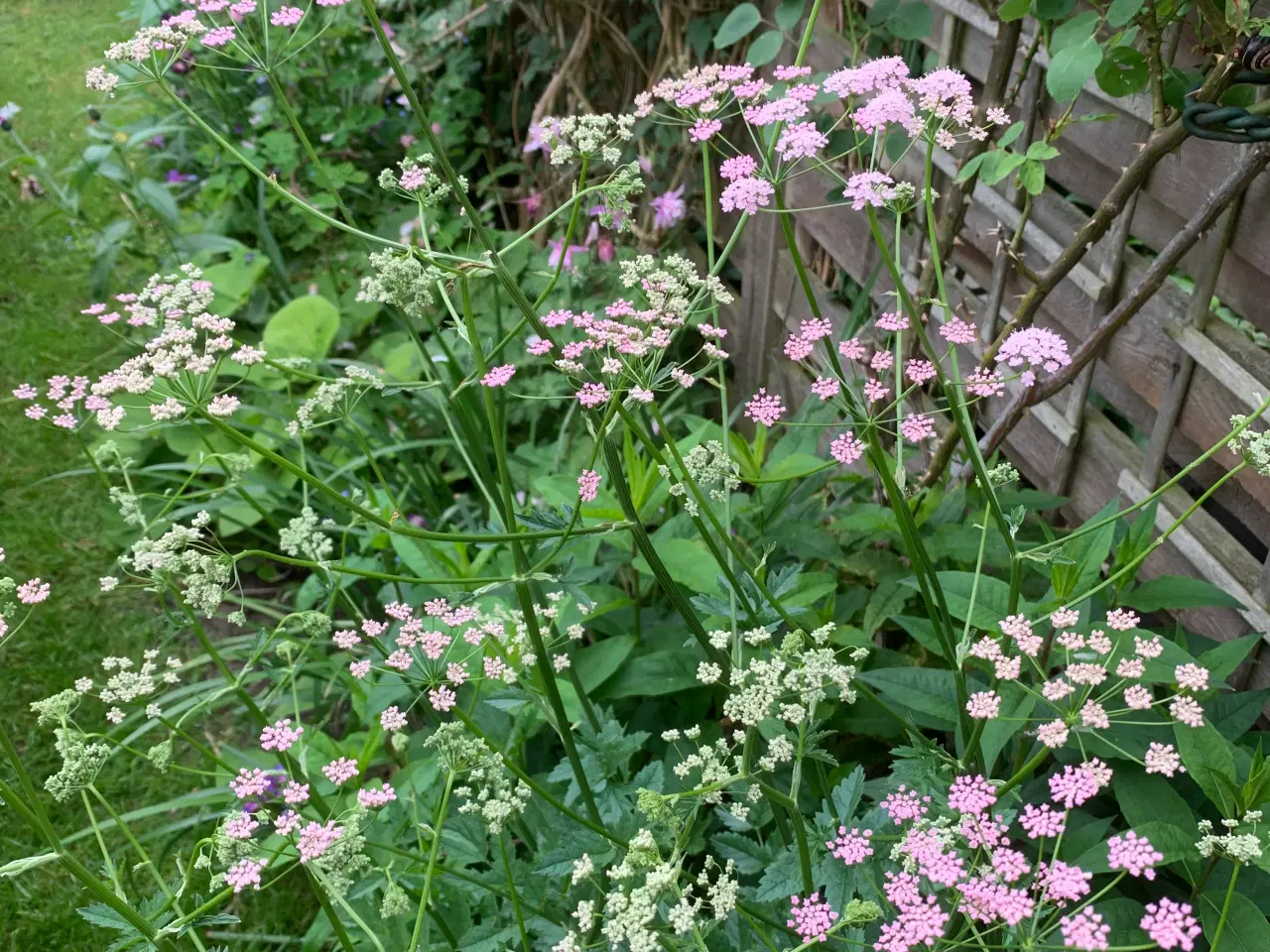 Billede 2 - Staude frø: Pimpinella Major Rosea