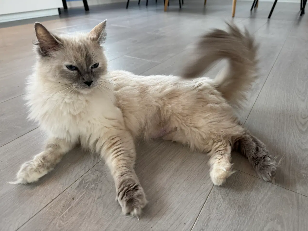 Billede 10 - Skønne Ragdoll killinger