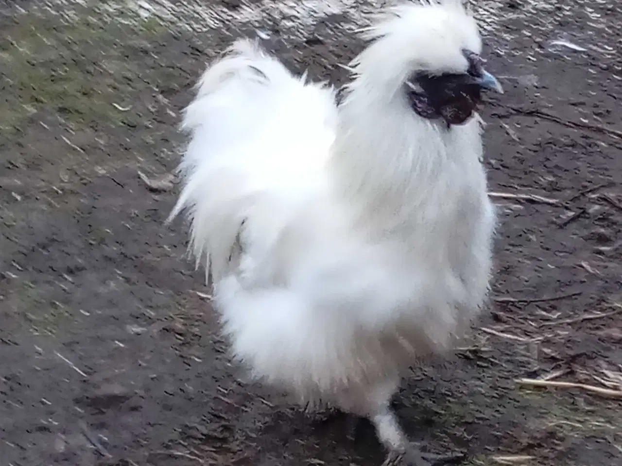 Billede 2 - Silkehaner. Hvis silkedværg haner.