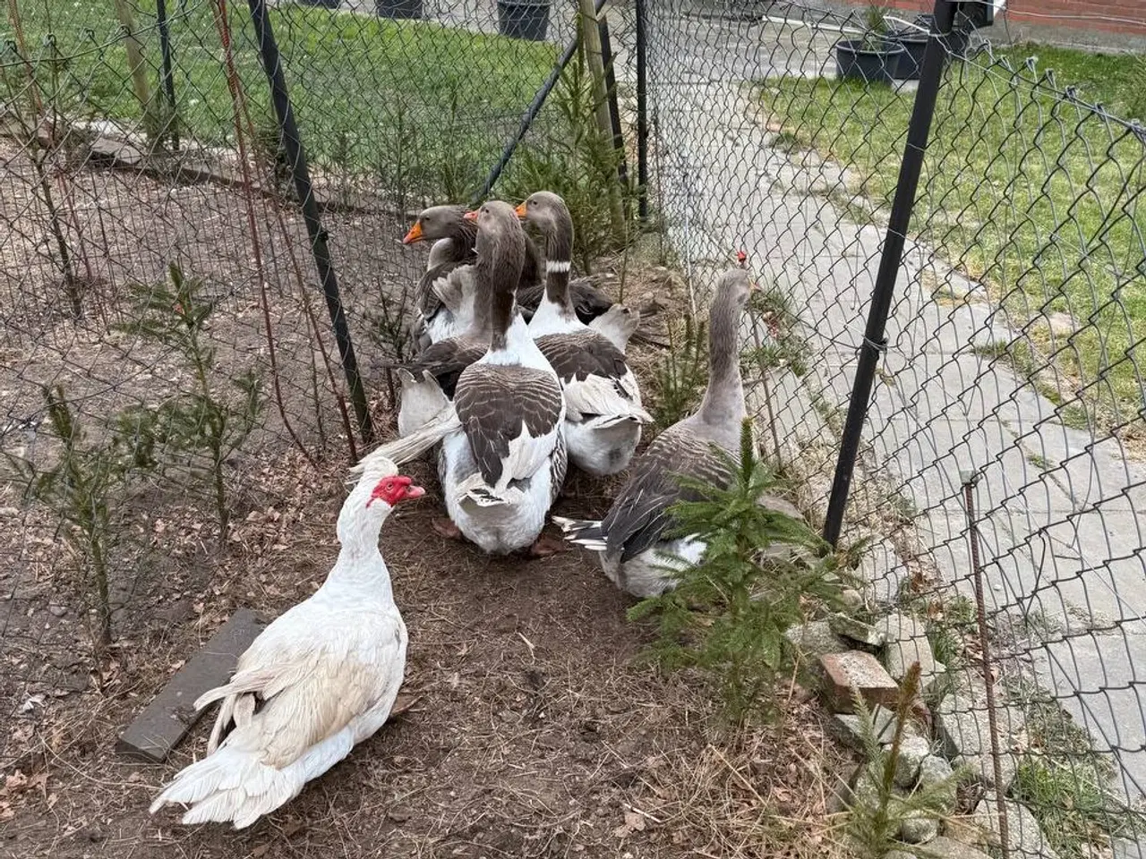 Billede 4 - Gæs til salg til hjemmeslagtning i zone Varde. 