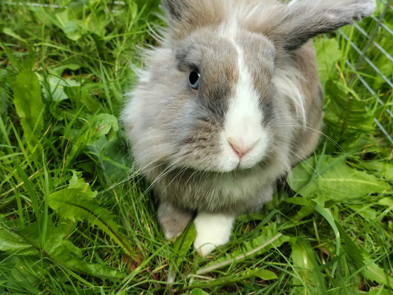 Billede 2 - Samson 8 mdr.🐰