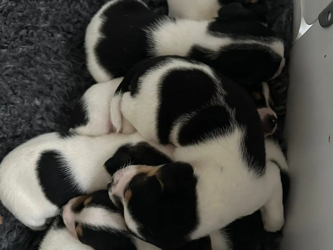 Billede 4 - Dansk svensk gårdhund hvalpe (DKK stambogsførte)