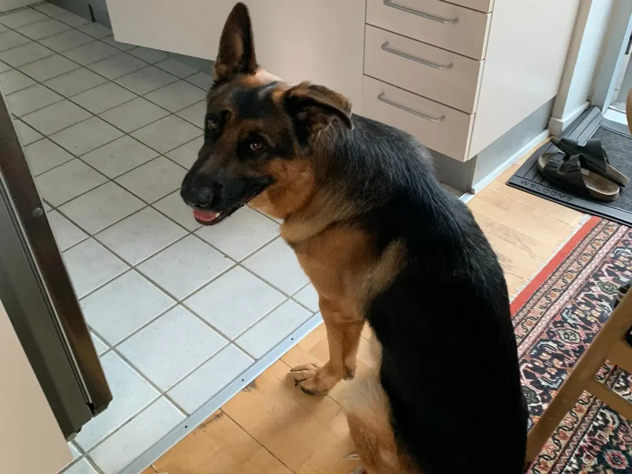 Billede 7 - Schæfer, hanhund, 7 år , m. stamtavle  HASTER!!! D