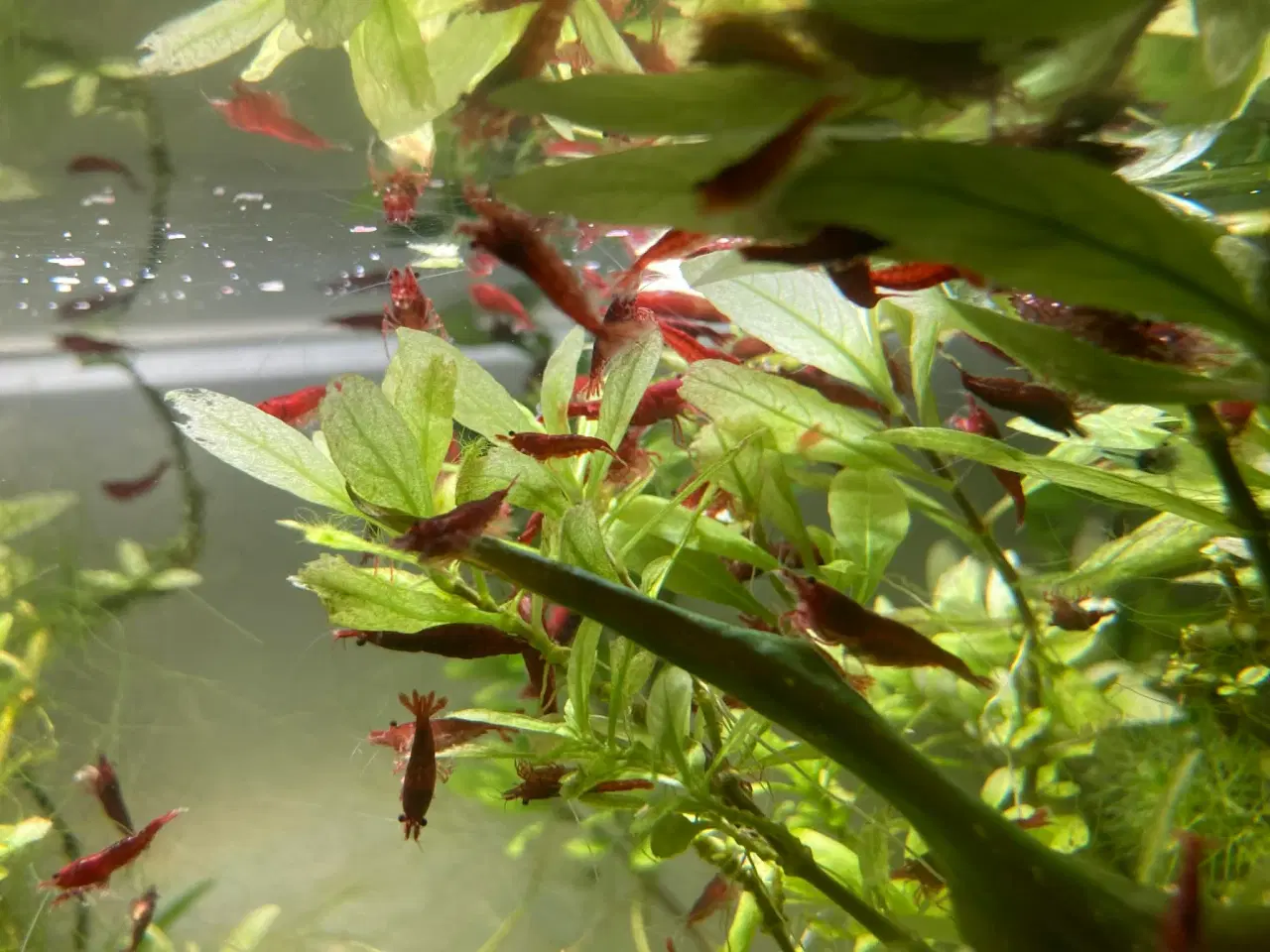 Billede 1 - Neocaridina davidi – Bloody Mary