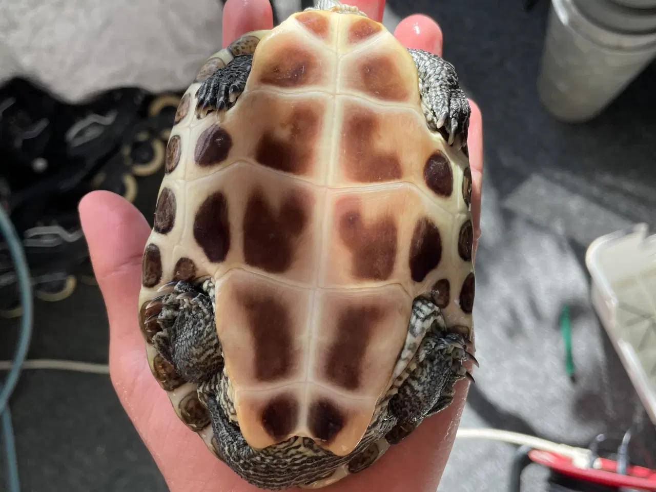 Billede 2 - Sumpskildpadde sælges i par