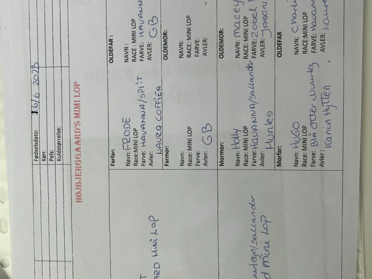 Billede 18 - 2 søde mini lop kaniner (søstre)