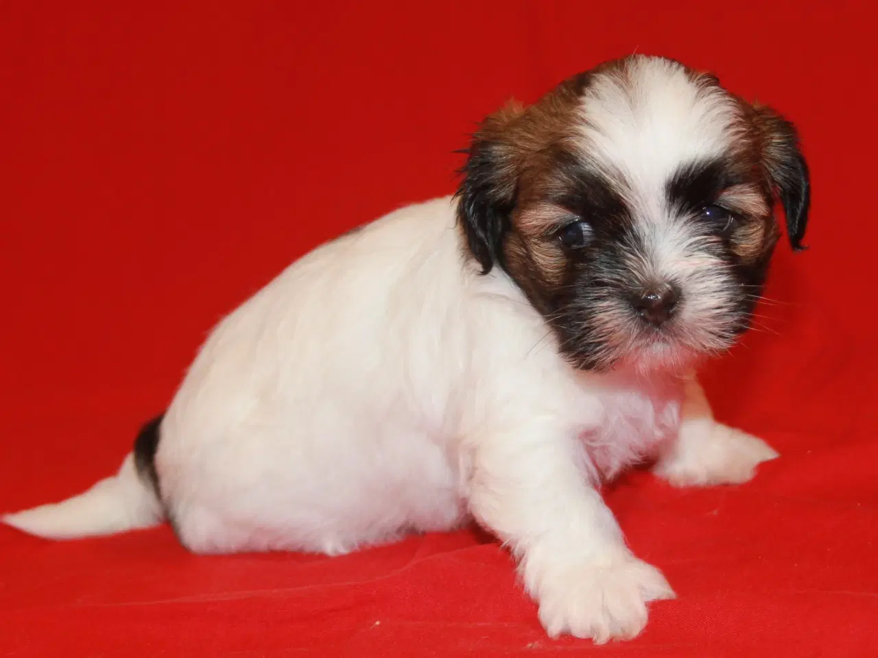 Billede 6 - Lhasa Apso hvalpe